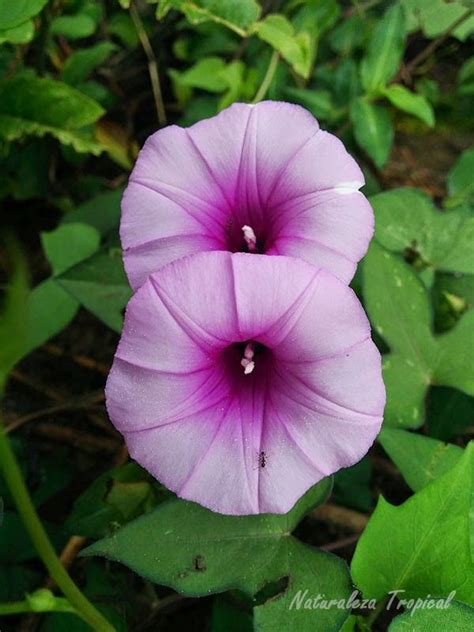 imagenes de campanita|fotos de campanitas de flores.